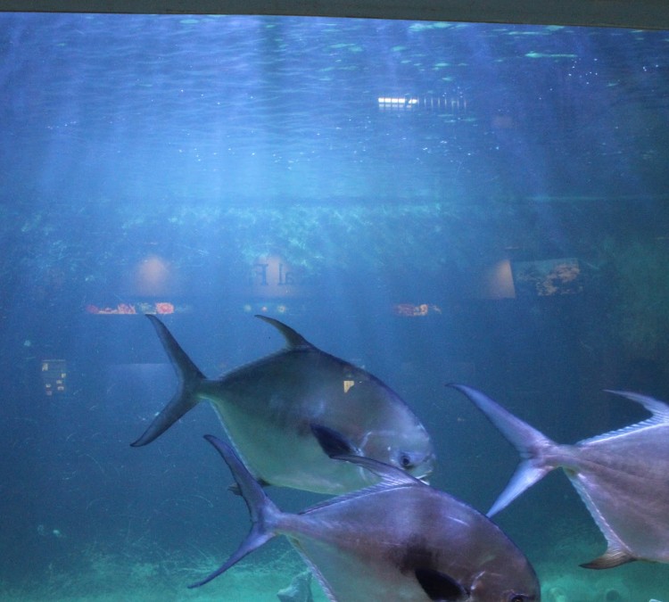 Atlantic City Aquarium (Atlantic&nbspCity,&nbspNJ)